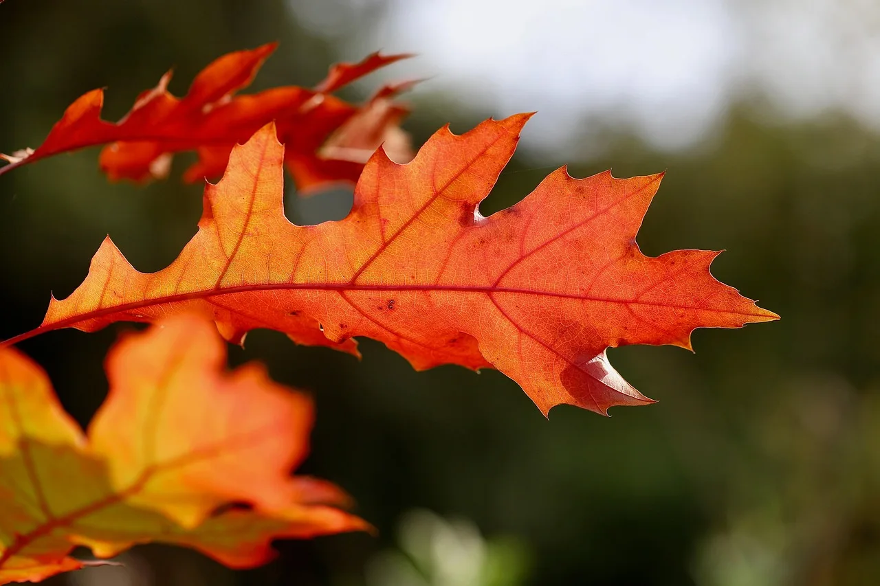 Pin oak vs red oak leaves