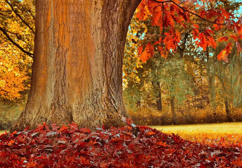 Choose Pin Oak if… / Choose Red Oak if…