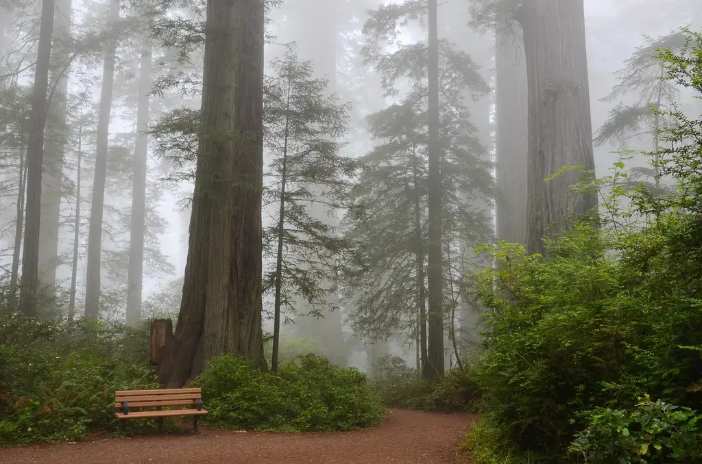 Which defects matter most when you are buying redwood?