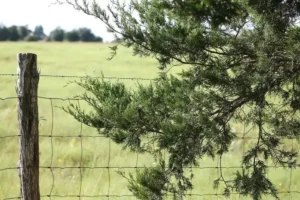 Redwood vs Cedar: Which Lasts Longer for Fence Boards?