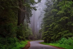 Redwood Vs Douglas Fir For Framing: Which Is Better?