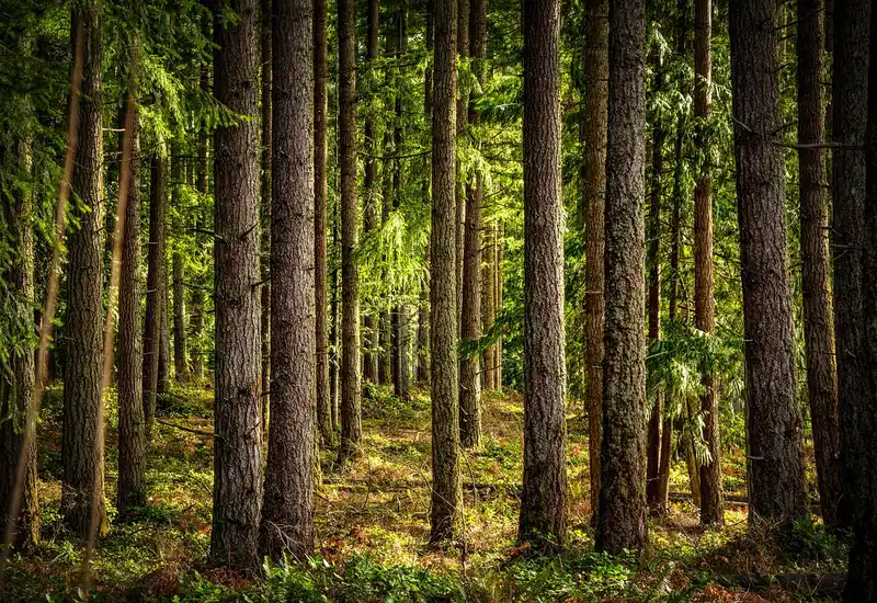 Redwood vs Douglas fir for framing: which should you choose?