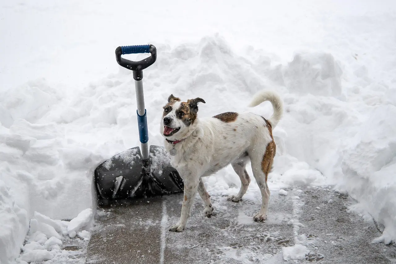 How to decide whether to shovel