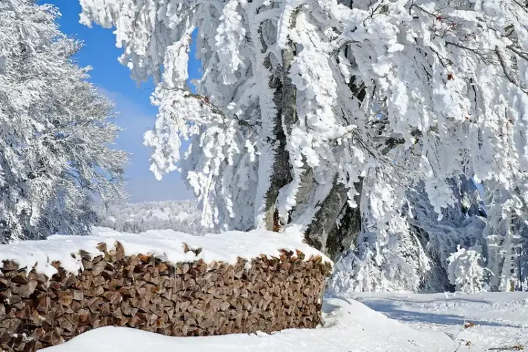 Stacked firewood on pallets near a house foundation in a sunny backyard