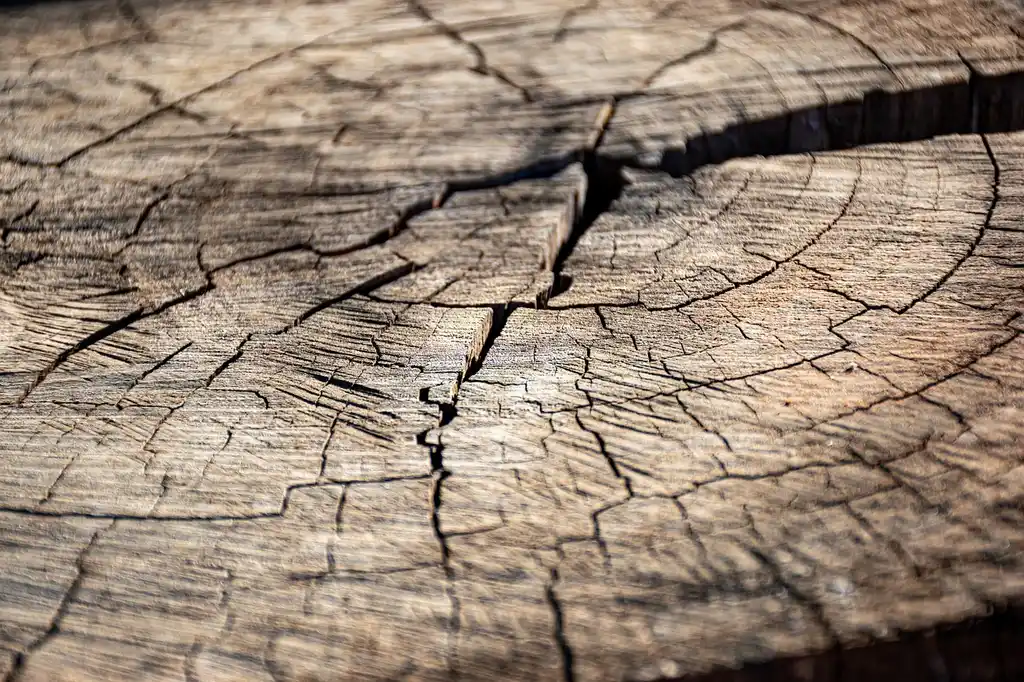 Do you need dry wood?