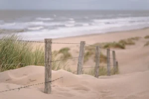 Wood Care and Protection
