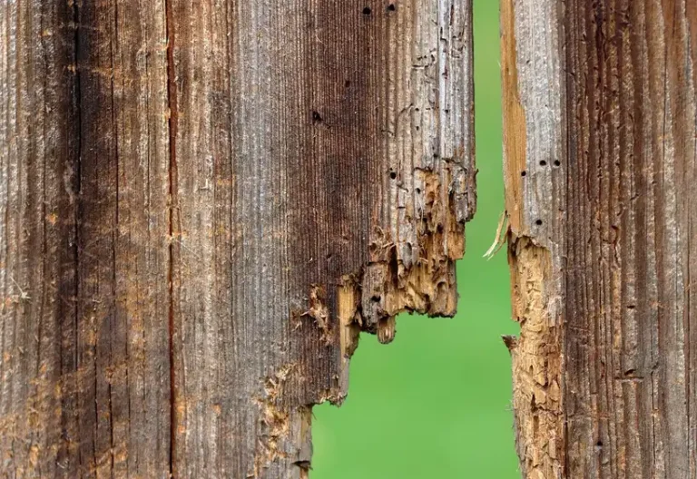Wood rot repair supplies beside damaged porch trim, with wood hardener and epoxy filler ready for use